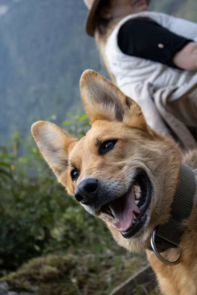 Camp dog